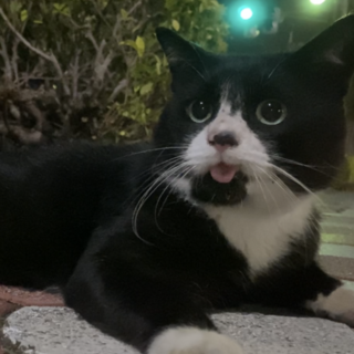 舌がペロッと出た愛嬌たっぷりオスのさくらねこ