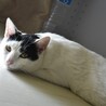 しゃんねこ