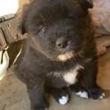 子犬1匹