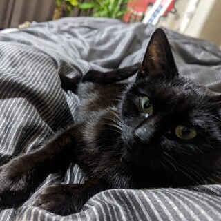 凛として甘えん坊な黒猫さん