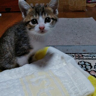 子猫の里親募集