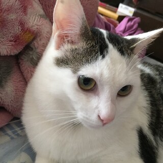里親様募集 助けてください