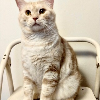 多頭崩壊保護94匹のうち10 匹のアメショミックス