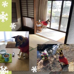 「Edワンコのお正月」サムネイル2