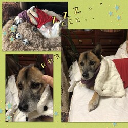 「Edワンコのお正月」サムネイル3