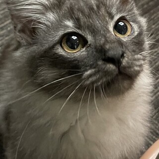 新しい家族ができました！（デイモン）