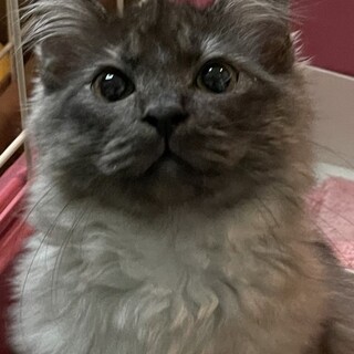 新しい家族ができました！（ステファン）