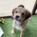 ＜募集停止＞タレ耳が可愛いゴマちゃん2ヶ月