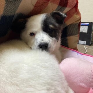 厚岸からやってきた野犬ダイチ♂3ヶ月