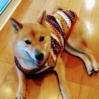 ハッチ