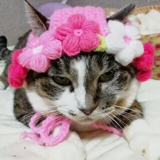 ごん太かあさん