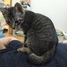 キジトラ柄のララくん サムネイル2