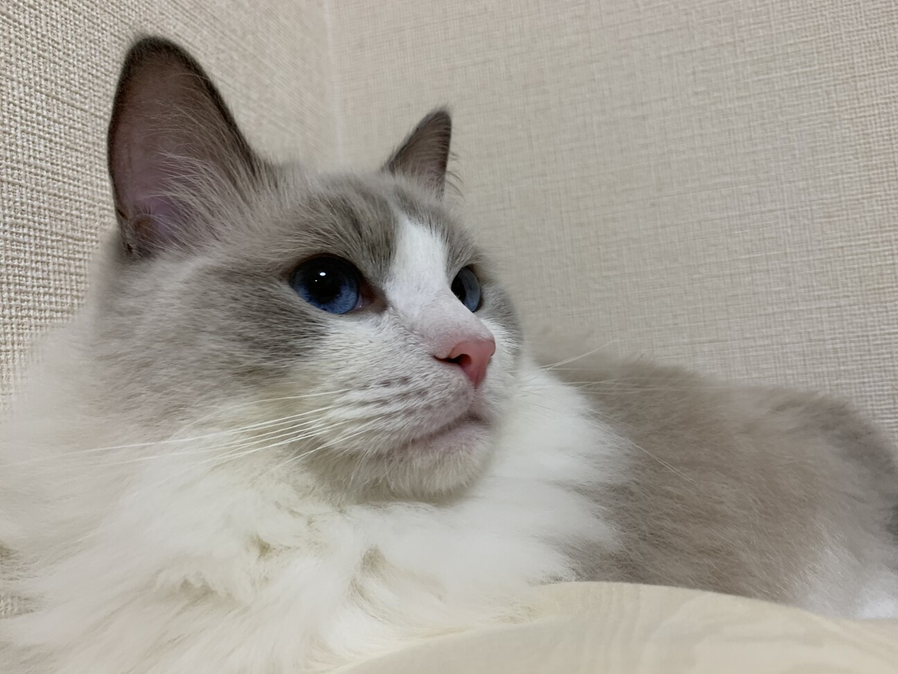 石田　碧（そら）