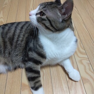美形のライくん