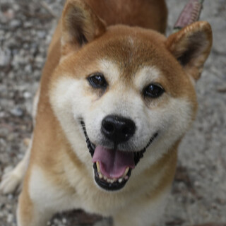 やんちゃな性格のハンゾウ