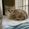 里親さん決まりました