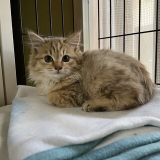 里親さん決まりました