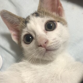 募集停止　超馴れキジ白タビー