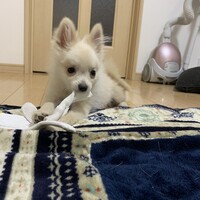 もち