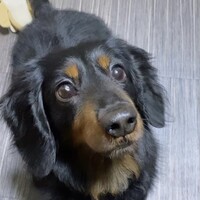 ミニチュアダックスのらぶくん