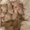 キンクマ赤ちゃん里親募集【※里親様決まりました】
