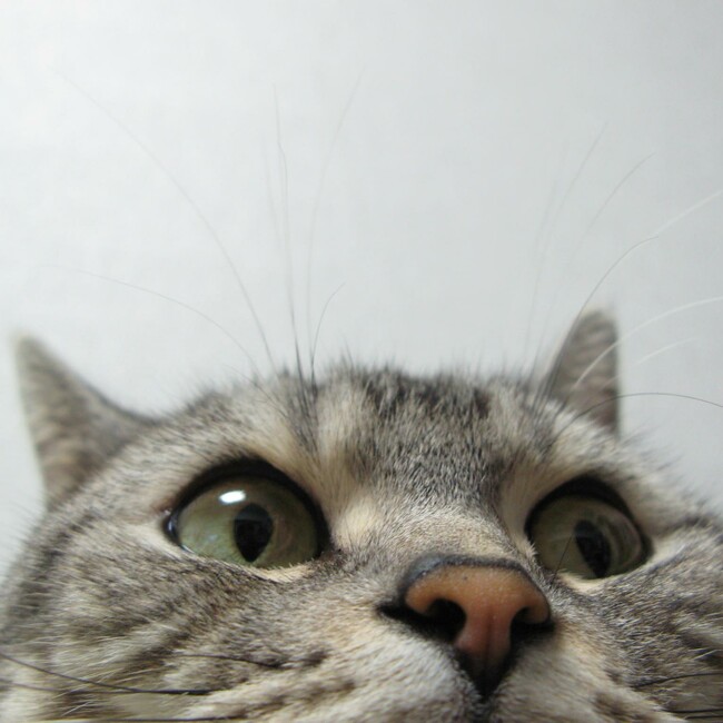 (ゅ)のカバー写真