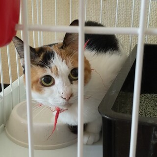 可愛いお顔の三毛猫ももちゃん