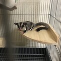 フクロモモンガ  男の子4ヶ月