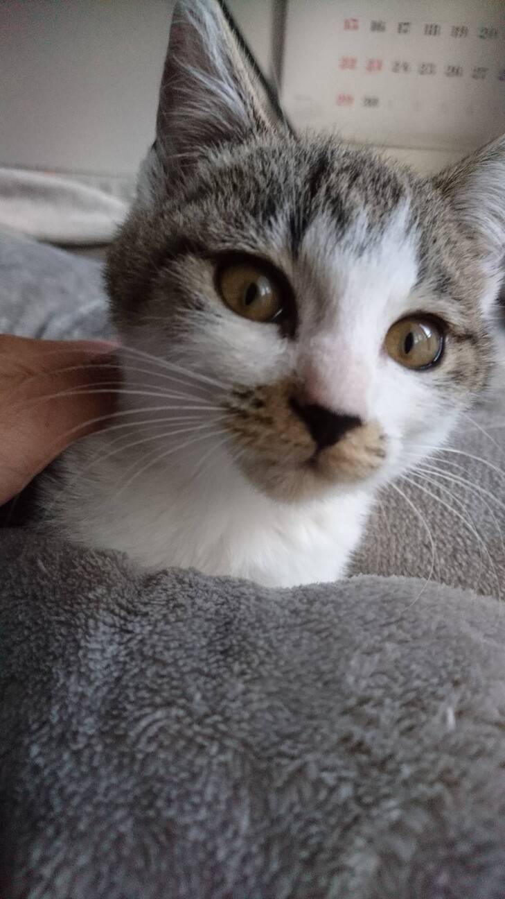 ハッピータビークリニック 猫総合相談センター 一般社団法人happy Tabbyハッピータビーのイベント 11472 ペットのおうち 月間利用者150万人