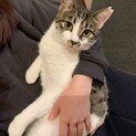 人が大好きまん丸お目目ハート猫ララちゃん♀