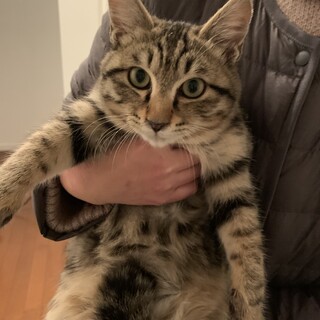 丸コロふわもふサバトラバジルくん