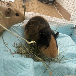 里親募集しております