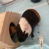 里親募集しております サムネイル2