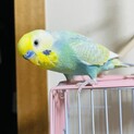 里親決定しました