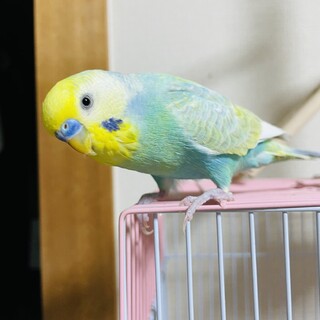 里親決定しました