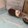 里親募集しております サムネイル3