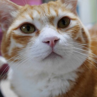 人が大好きな男の子