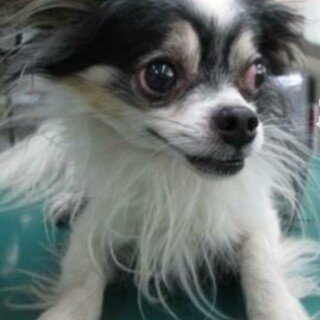 一旦ストップさせていただきます