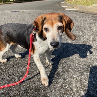 元気いっぱい★アンディーくん