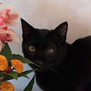 でら！アキラ！