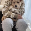 中〜大型犬の和雑種子犬