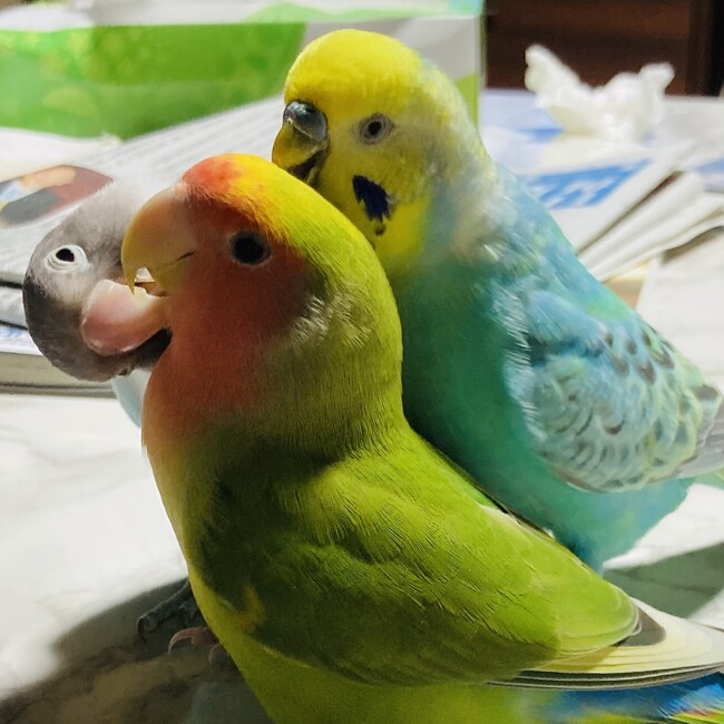 "ε(｡･ө･｡)з"のカバー写真