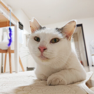 甘えん坊で、おしゃべりネコのフラン君