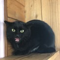 少し怖がりなゴン君★