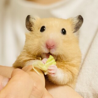 かわいいキンクマ男の子