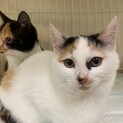 三毛猫三姉妹★アポロちゃん