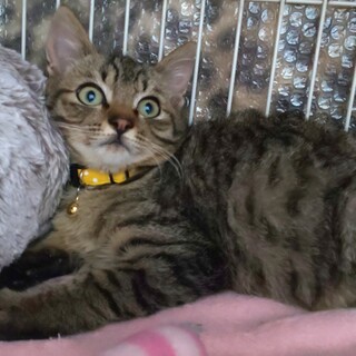 元気いっぱいみるくちゃん