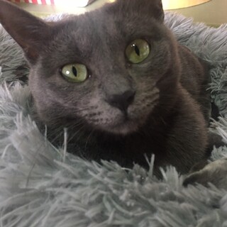 人懐っこい『グリ』