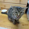 ボク、賢くお留守番出来るアメちゃんです♫