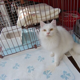 甘えん坊の白長毛君